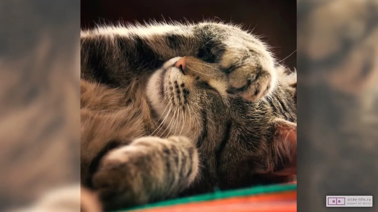 Открытка спокойной ночи анимация скачать бесплатно