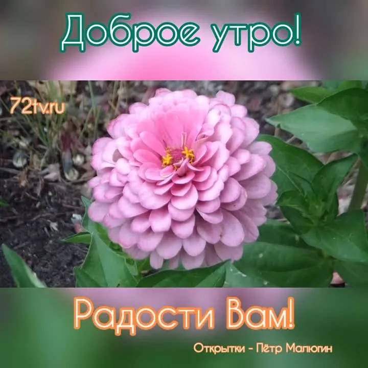 Подарите Радость с Видео «Доброе Утро»! Скачайте Бесплатно!