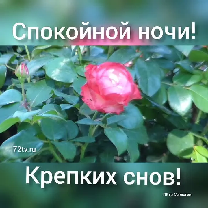 Сладких снов! Красивая открытка "Спокойной ночи для вас