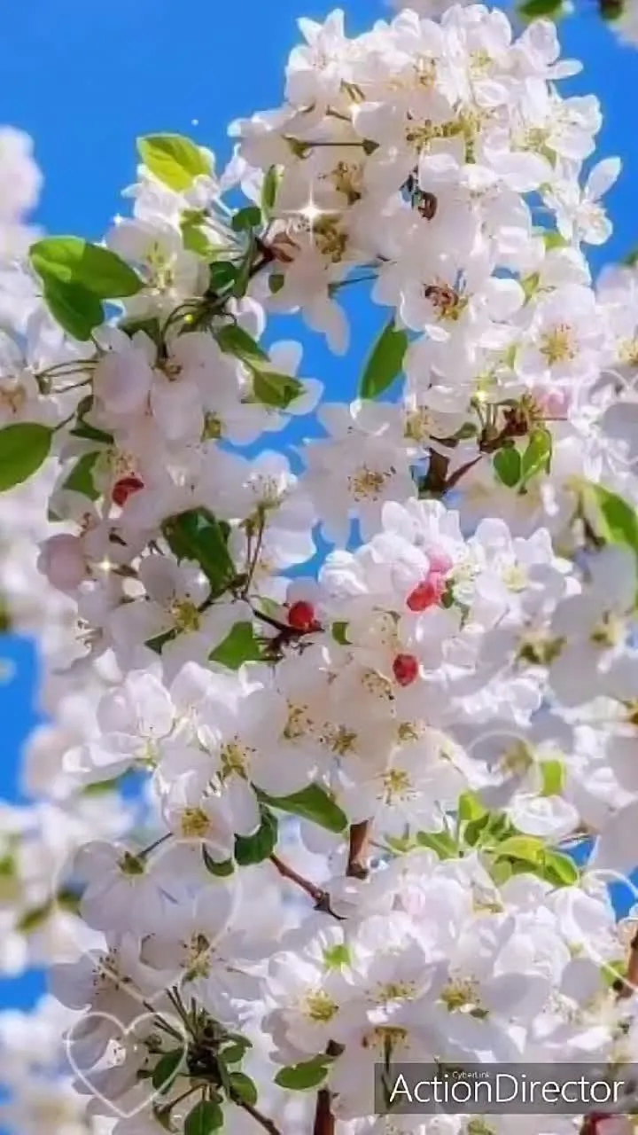 Видео открытка 1 марта: красивое поздравление с днем весны