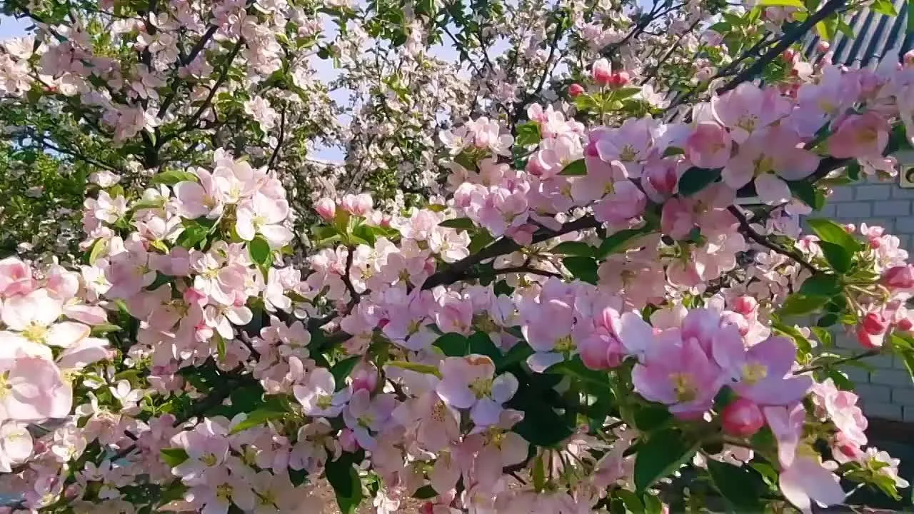 Доброе утро: Музыкальная открытка